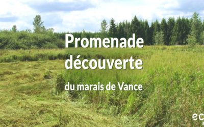 Promenade découverte du marais de Vance le 3 juin