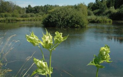 Ecolo Etalle demande une évaluation précise des ressources en eau  disponibles avant tout engagement à fournir le nouveau centre hospitalier.